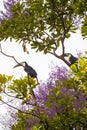 Couple of toucans sitting on bench in jungle forest under rain