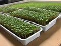 A Couple Of Trays Filled With Plants On Top Of A Table. Generative AI