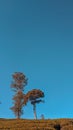 Couple tree in sky blue