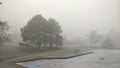 Couple of trees with a artificial lake in the park during misty morning