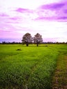 A couple trees are among the rice field and beautiful evening sunset