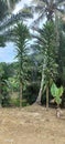 Couple trees in village, nature view