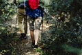 Couple trekking together into the forest Royalty Free Stock Photo