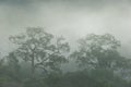 Couple tropical trees in the mist, beautiful morning light. Ancient big tree. Warm tone. Khao Yai National Park. UNESCO World