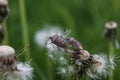 a couple of True bugs on a dandelion fluff