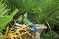Couple of turacos Royalty Free Stock Photo
