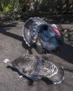 Couple of turkey, the large bird in the genus Meleagris