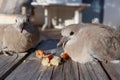 Couple turtledove Eurasian collared dove Streptopelia decaocto eating some bread outdoor home garden Royalty Free Stock Photo