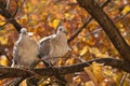 Couple of turtledoves Eurasian Collared  on a tree Royalty Free Stock Photo