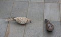 Turtledoves looking for food Royalty Free Stock Photo
