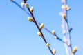 Couple twigs of cherry tree with small green burgeons.Growing bush