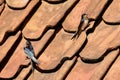 a couple of two barn swallows sitting on the roof with red roof tiles of an old farm Royalty Free Stock Photo