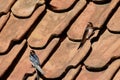 a couple of two barn swallows sitting on the roof with red roof tiles of an old farm Royalty Free Stock Photo