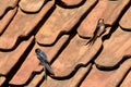 a couple of two barn swallows sitting on the roof with red roof tiles of an old farm Royalty Free Stock Photo