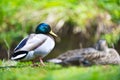 Couple of two beautiful ducks birds on a lawn Royalty Free Stock Photo