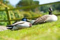 Couple of two beautiful ducks birds on a lawn Royalty Free Stock Photo