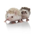 Couple of two cute hedgehogs looking up on white background