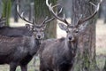 Couple of Two Dybowskii Deer in Winter Close Up Royalty Free Stock Photo