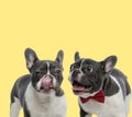 Couple of two french bulldog dogs  sticking out tongue Royalty Free Stock Photo