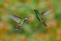 Couple of two hummingbirds Green-breasted Mango in the fly with light green and orange flowered background, Rancho Naturalista, Co