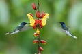 Couple of two hummingbirds White-necked Jacobin in the fly Royalty Free Stock Photo