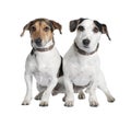 Couple of two Jack russells (2 and 3 years old) Royalty Free Stock Photo