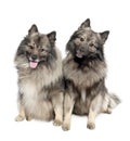 Couple of two Keeshond (6 and 2 years old)