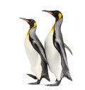 Couple of two King penguins walking in a row