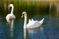 A couple of two lovely graceful swans on lake water