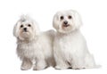 Couple of two maltese dog Royalty Free Stock Photo