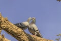 A couple of two pigeon birds kissing each other on a tree branch in the open sky Royalty Free Stock Photo