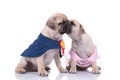 Couple of two pugs in costumes kissing on white background