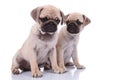 Couple of two pugs sitting isolated on white background Royalty Free Stock Photo