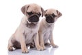 Couple of two pugs sitting isolated on white background