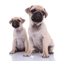 Couple of two pugs sitting on white background Royalty Free Stock Photo