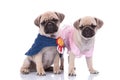 Couple of two pugs wearing costume on white background