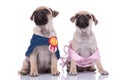 Couple of two pugs wearing costumes on white background