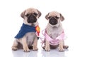 Couple of two pugs wearing costumes on white background