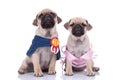 Couple of two pugs wearing costumes on white background