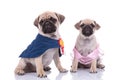 Couple of two pugs wearing costumes on white background