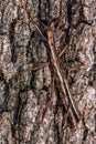 A couple of Two-striped Walkingsticks Royalty Free Stock Photo