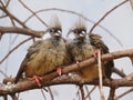 A Couple of Two Super Cute Sweet Adorable Lovely Charming Exotic Birds Sitting Together on Branch Royalty Free Stock Photo