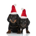 Couple of two sweet small teckel dachshund dogs wearing christmas hats