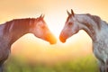 Couple of two white horse portrait Royalty Free Stock Photo