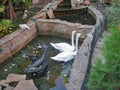 A Couple of Two White Swans Swim in an Artificial Pond Royalty Free Stock Photo