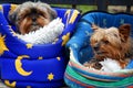 Couple of two Yorkshire dogs Royalty Free Stock Photo