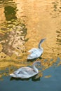 Couple of two younf swans on a lake. Royalty Free Stock Photo