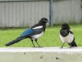 A couple of Typical Magpies birds on a bench Royalty Free Stock Photo