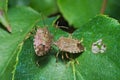Couple of vernal shieldbug Royalty Free Stock Photo