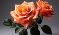 Two Orange Roses on Table Royalty Free Stock Photo